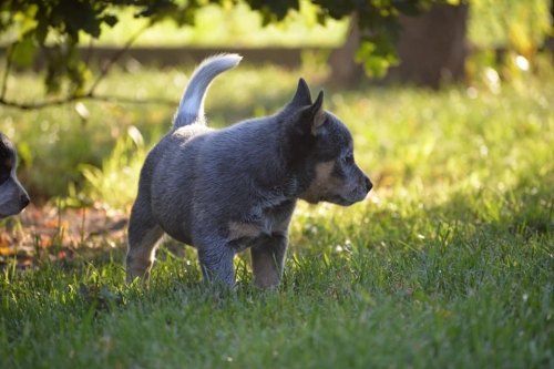 HAZEL - female - 7 weeks old